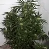 Early Skunk X Haze&nbsp;Regular AUSVERKAUF