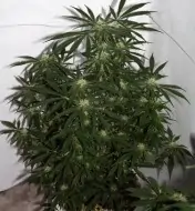 Early Skunk X Haze&nbsp;Regular AUSVERKAUF