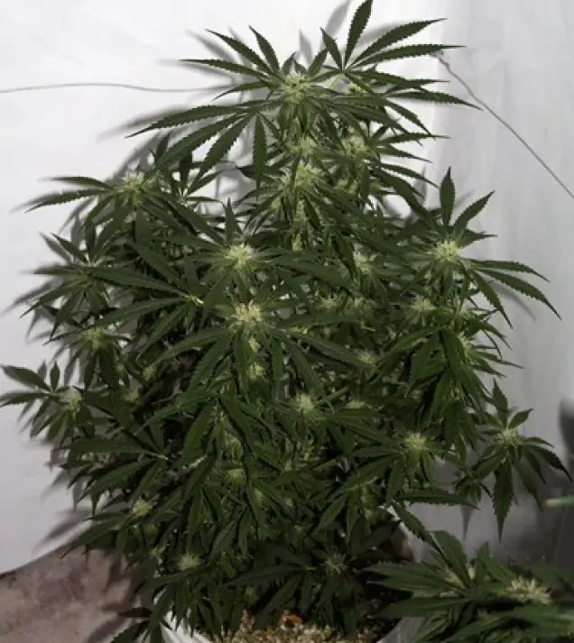 Early Skunk X Haze&nbsp;Regular AUSVERKAUF