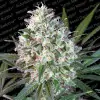 Space Cookies AUSVERKAUF