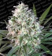 Space Cookies AUSVERKAUF
