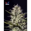 One Love Haze AUSVERKAUF