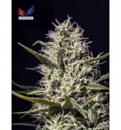 One Love Haze AUSVERKAUF