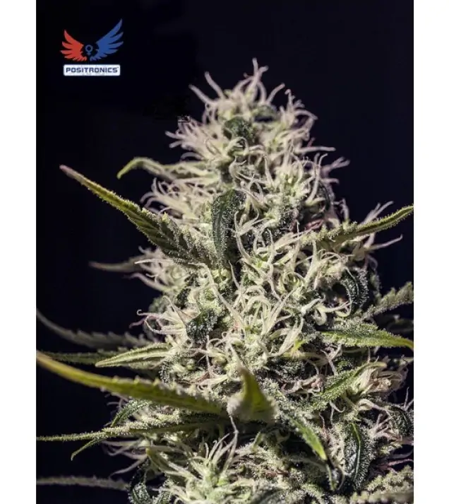 One Love Haze AUSVERKAUF