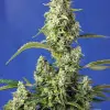Gorilla Girl XL Auto AUSVERKAUF