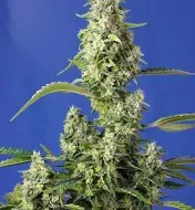 Gorilla Girl XL Auto AUSVERKAUF