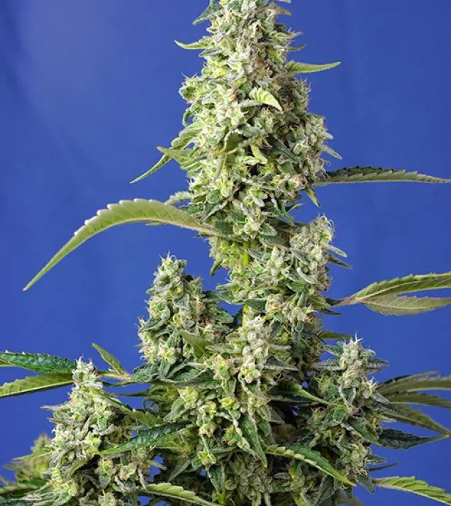 Gorilla Girl XL Auto AUSVERKAUF