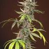 Red Mandarine F1 Fast Version AUSVERKAUF