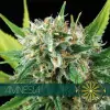Amnesia AUSVERKAUF