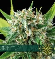 Amnesia AUSVERKAUF