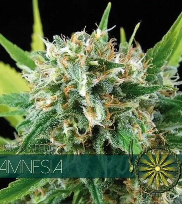 Amnesia AUSVERKAUF