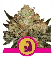 HulkBerry AUSVERKAUF