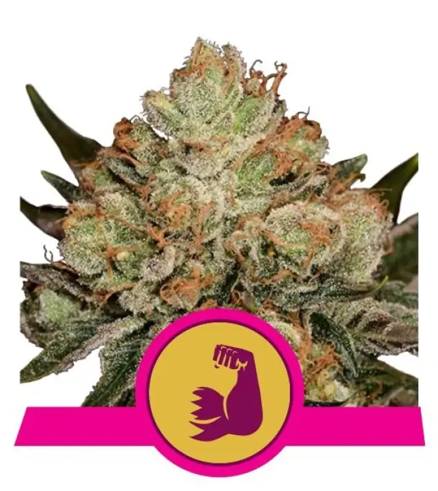 HulkBerry AUSVERKAUF