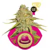 Og Kush AUSVERKAUF