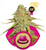 Og Kush AUSVERKAUF