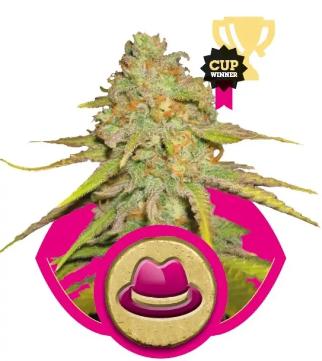Og Kush AUSVERKAUF
