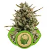 Amnesia Haze Automatic AUSVERKAUF