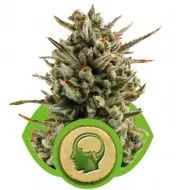 Amnesia Haze Automatic AUSVERKAUF