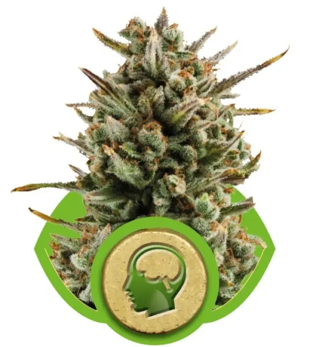 Amnesia Haze Automatic AUSVERKAUF