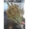 Amnesia Haze Automatic AUSVERKAUF