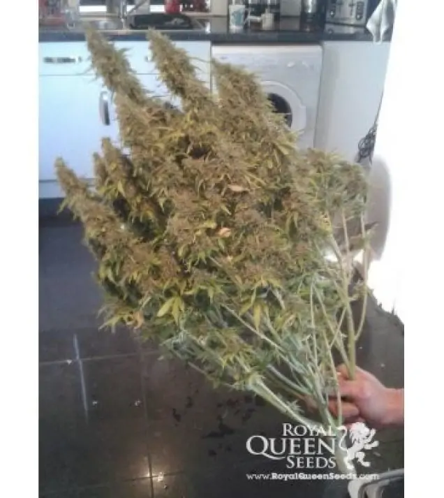 Amnesia Haze Automatic AUSVERKAUF