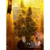 Amnesia Haze Automatic AUSVERKAUF