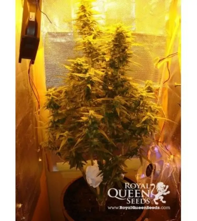 Amnesia Haze Automatic AUSVERKAUF