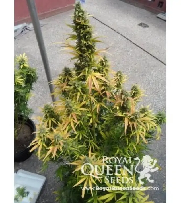 Amnesia Haze Automatic AUSVERKAUF