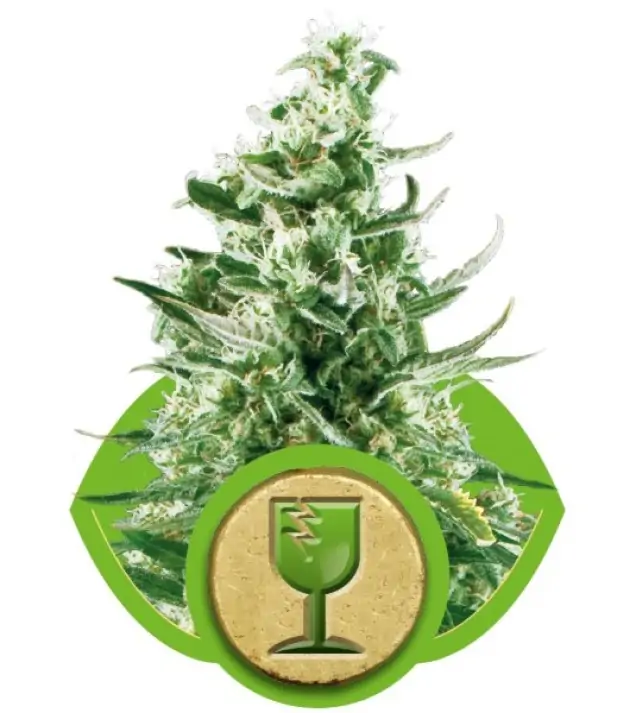 Royal Critical Automatic AUSVERKAUF