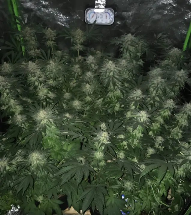 Girl Scout Kush AUSVERKAUF