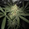 Girl Scout Kush AUSVERKAUF