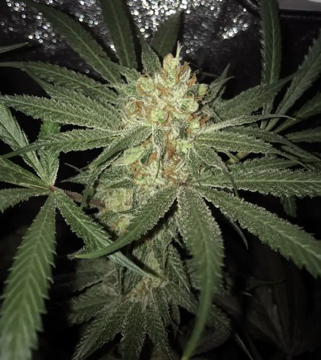 Girl Scout Kush AUSVERKAUF