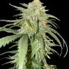 Girl Scout Kush AUSVERKAUF