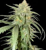 Girl Scout Kush AUSVERKAUF