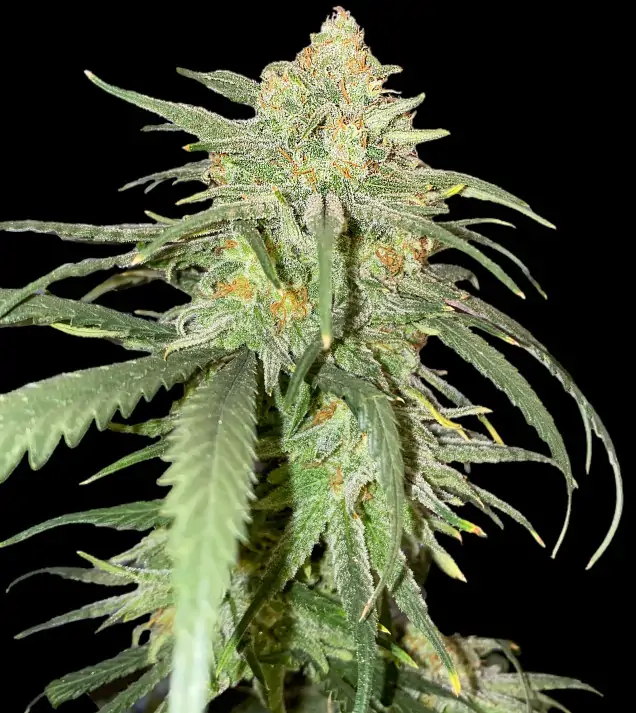 Girl Scout Kush AUSVERKAUF
