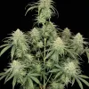 Girl Scout Kush AUSVERKAUF