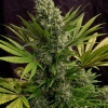 White Rhino 47