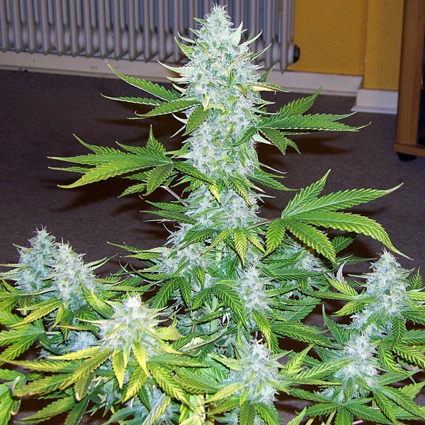 Auto Moby Dick X-treme