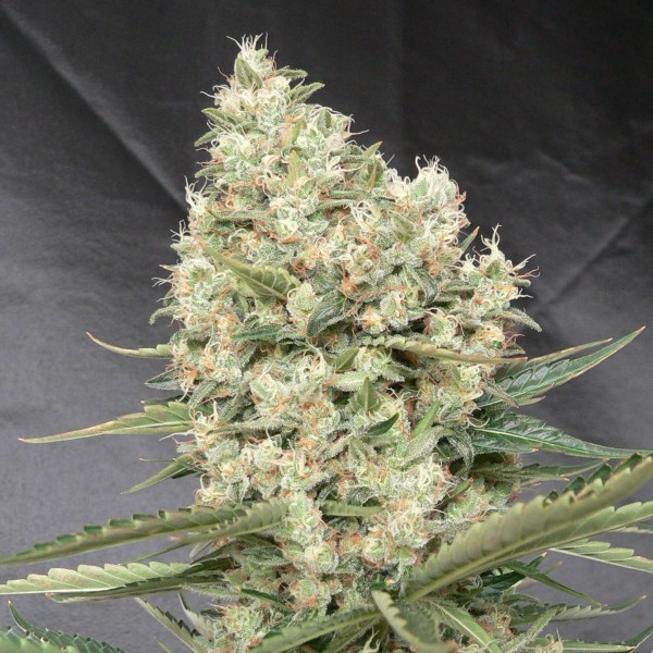 Auto White Widow X-treme