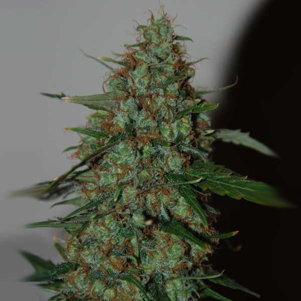 Auto Thailand Sativa