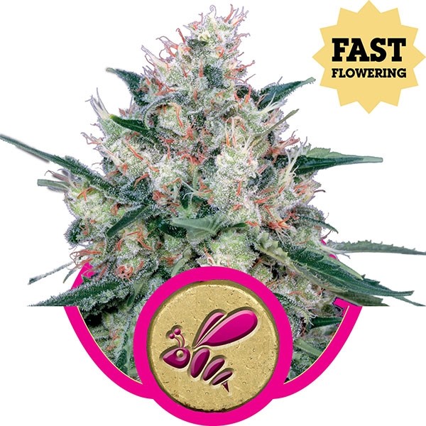 Honey Cream Fast Flowering