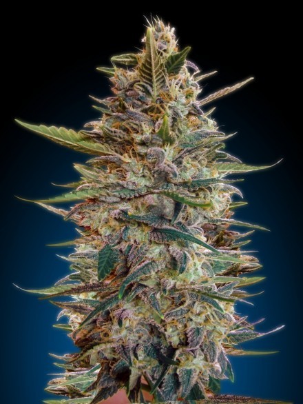 Auto Blue Diesel