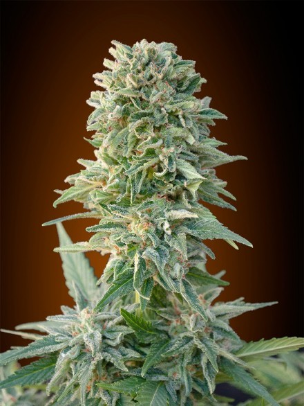 Auto Jack Herer