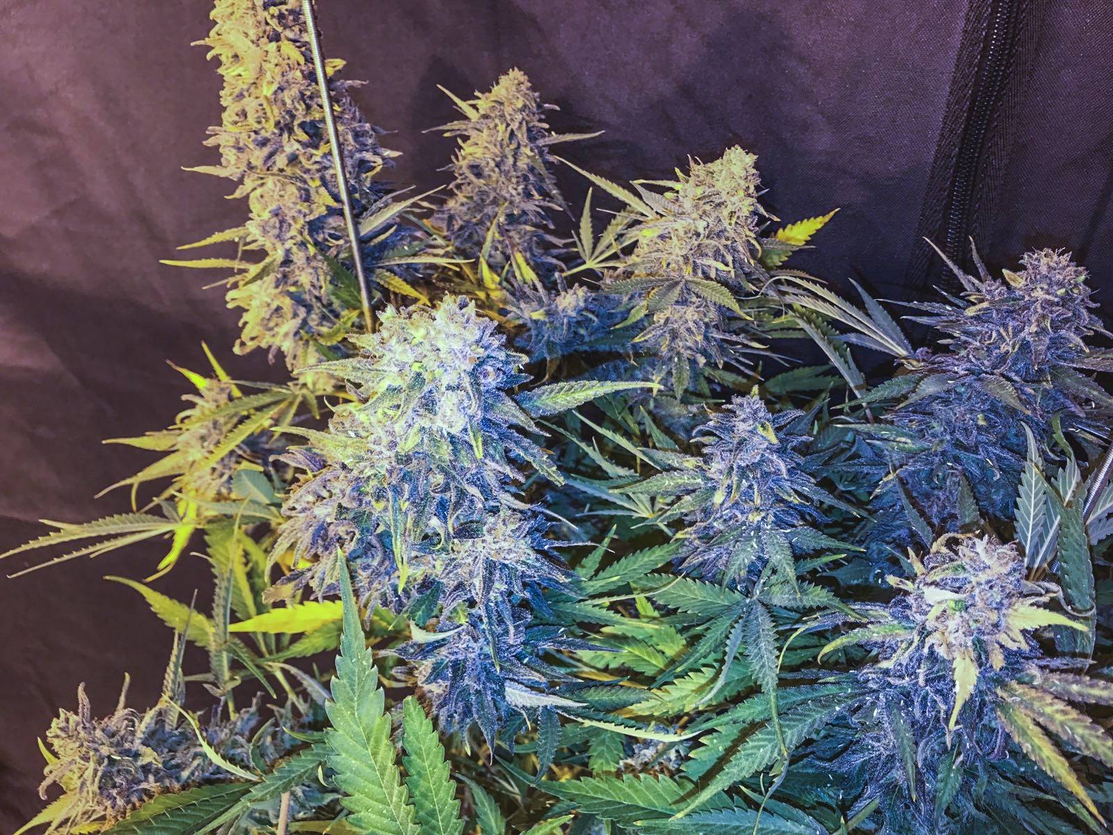 C99 x Blueberry Fast