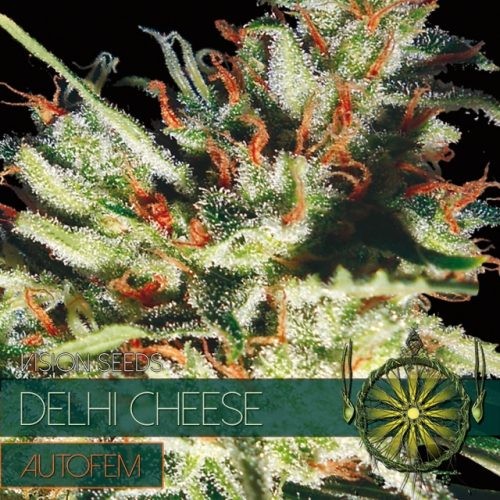 Delhi Cheese Auto