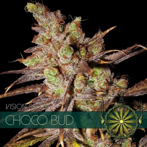 Choco Bud