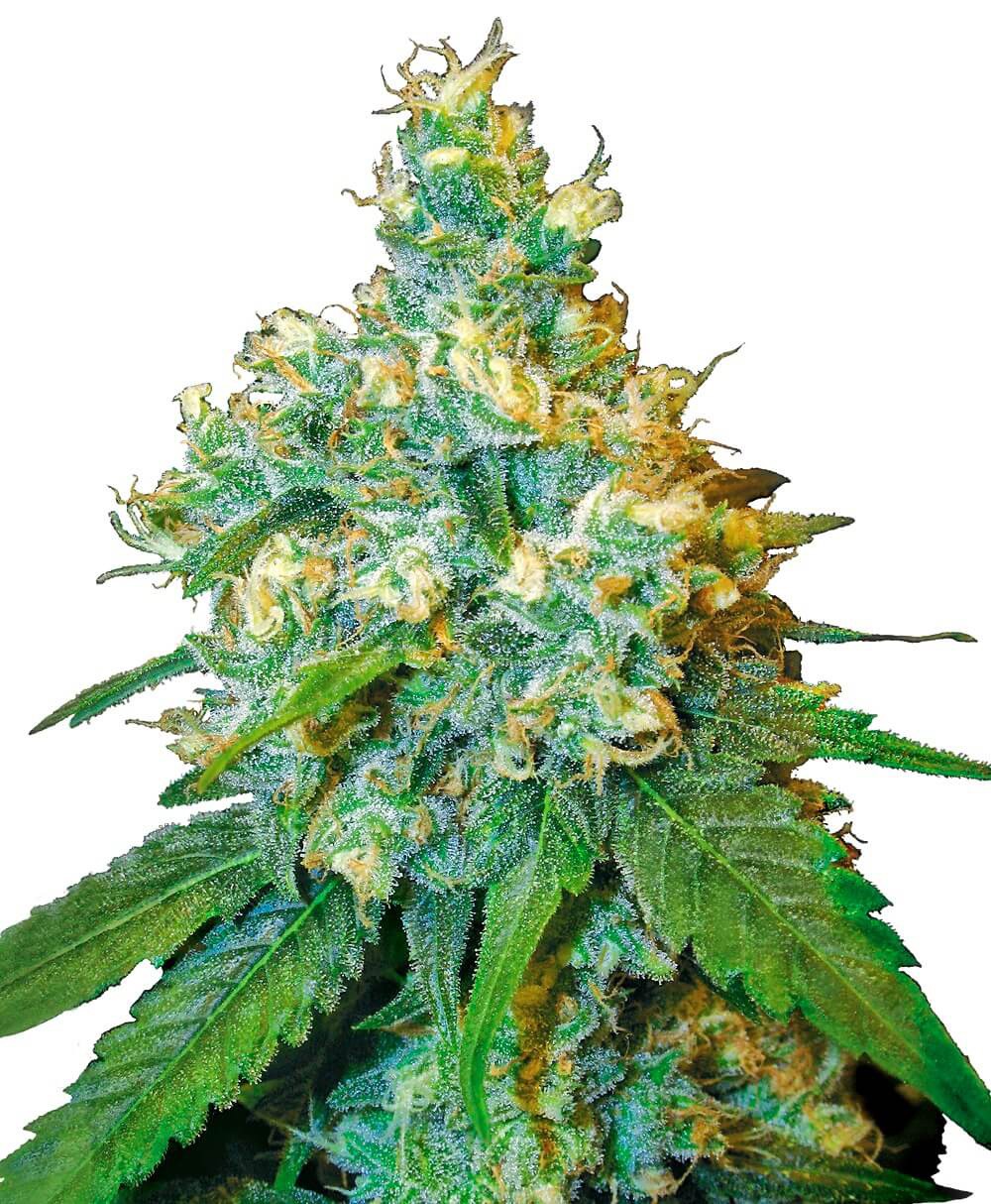 Jack Herer