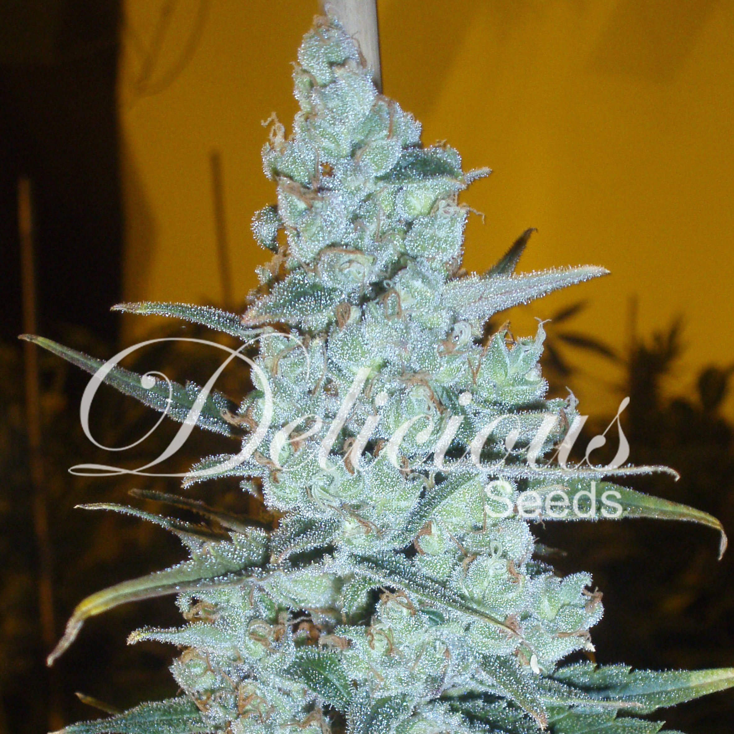 Critical Jack Herer