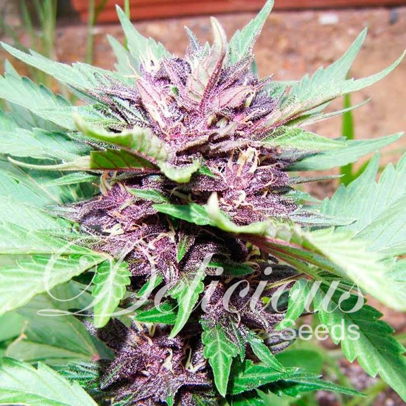 Auto Dark Purple