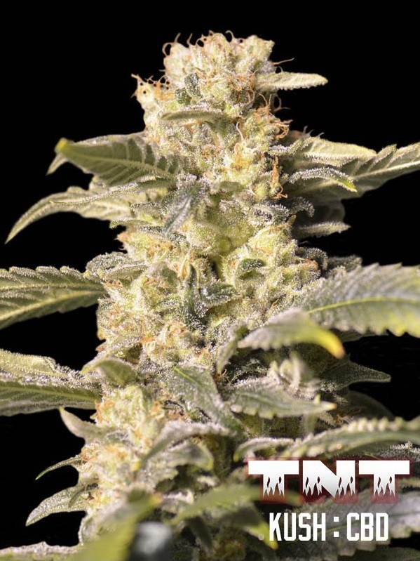 TNT Kush CBD